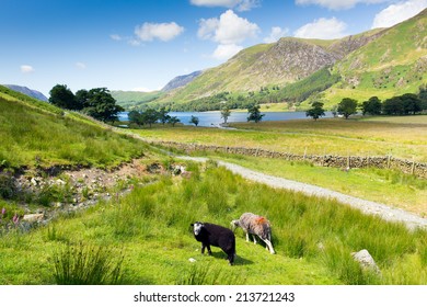 Herdwick Sheep Buttermere Lake District Cumbria England Uk On A Beautiful Sunny Summer Day Surrounded By Fells 