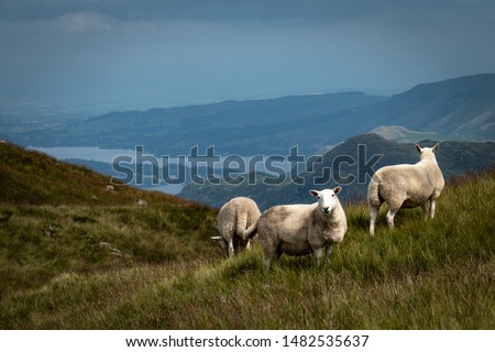 Herdwick sheep grazing in healthy green pastures in the uplands above Ullswater in the Lake District, England.