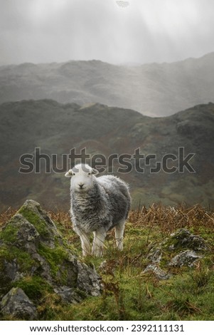 Herdwick Sheep infront of mountains