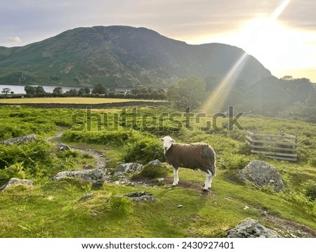 Herdwick Sheep in Lake District