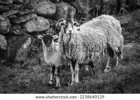 Herdwick sheep and lamb posed alongside a dry stone wall in the English Lake District