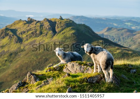 Herdwick Sheep Lambs nature views Lake District