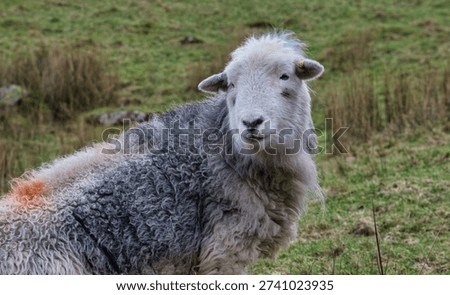 Herdwick Sheep Looking at the Camera