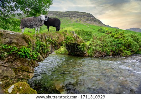 Herdwick sheep on a packhorse bridge over a stream in the evening light at Wasdale Head, Lake District National Park, Cumbria, England