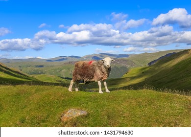  Herdwick Sheep Standing In The Hills Of Cumbria, England