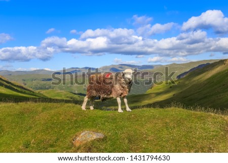  Herdwick sheep standing in the hills of Cumbria, England