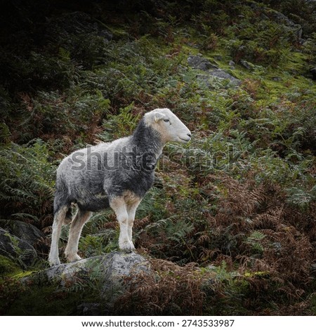Herdwick standing its ground on the upper fells, cumbria
