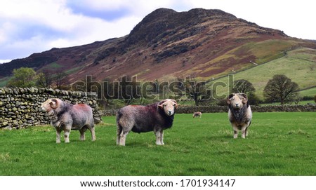 Herdwick tups below Side Pike
