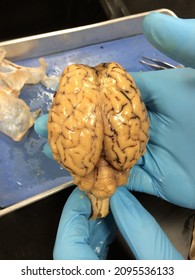 Here Is A Dissected Cat Brain.