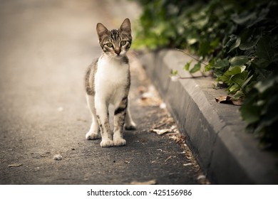 here kitty kitty