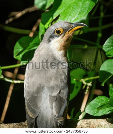 Here is one example of many birds I photographed on the island of Tobago. This photo was taken with a telephoto lens