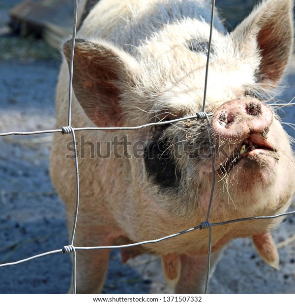 Here Piggy Piggy Stock Photo Edit Now 1371507332