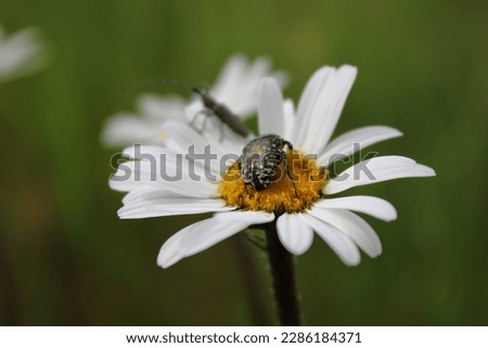 Similar – Image, Stock Photo Bee Nature Plant Animal