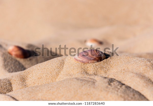 Here you can see the shells on the sea\
sand. Sand is a naturally occurring granular material composed of\
finely divided rock and mineral\
particles.