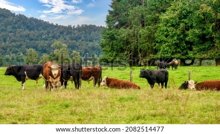 Hereford and angus beef cattle steers together in a picturesque green pasture on the South Island of New Zealand.