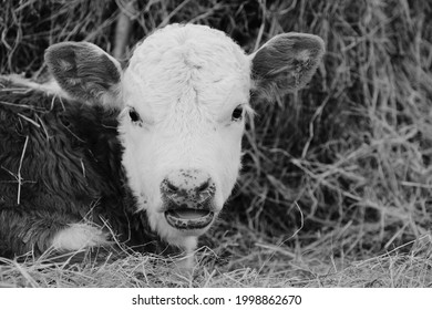 Hereford Baby Cow Portrait Close Up In Black And White Shows Calf Relaxing In Hay.