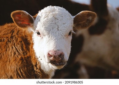 Hereford Beef Calf On Farm With Herd Blurred Background In Shallow Depth Of Field For Baby Cow Portrait.