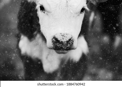 Hereford Beef Calf With Snow Blurred Foreground During Farm Winter.  Baby Cow Shows Face Of Innocence In Shallow Depth Of Field.