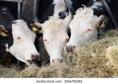 Hereford Beef Cattle Cows. Livestock Eating Straw In A Cowshed Or Barn, UK