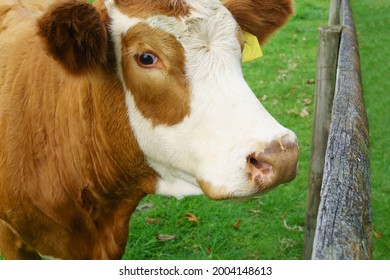 Hereford Beef Cattle Head Closeup. In Auckland New Zealand.