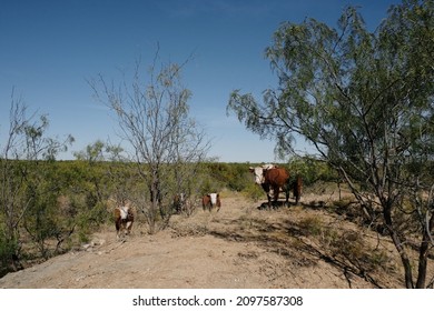 Hereford Beef Cattle In Rural Field Of Texas Ranch.