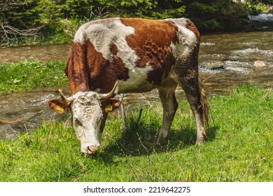 Hereford Beef Cow Feeding With Grass On A River Shore On Pasture