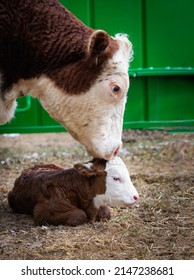 Hereford Beef Cow And New Born Calf