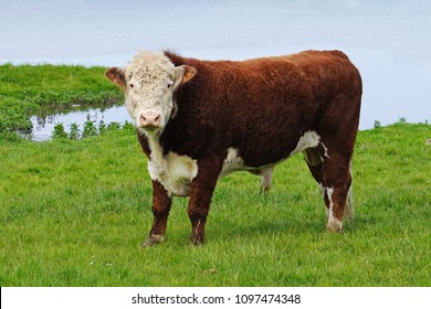  Hereford bull  .                             