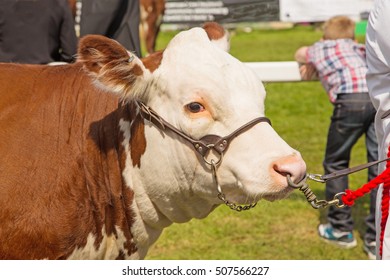 A Hereford Bull On Display At A Traditional County Show