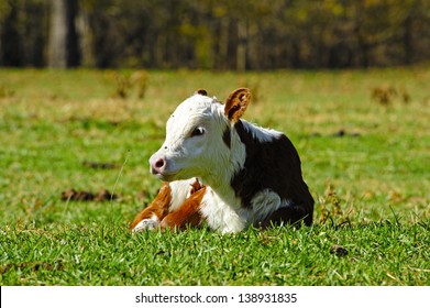 A Hereford Calf Lying In A Field.