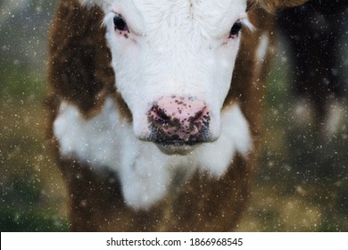 Hereford Calf Portrait Close Up Shows Baby Cow Face In Snow Of Winter On Beef Farm.