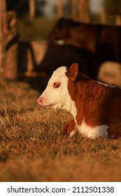 Hereford Calf Resting In The Sun