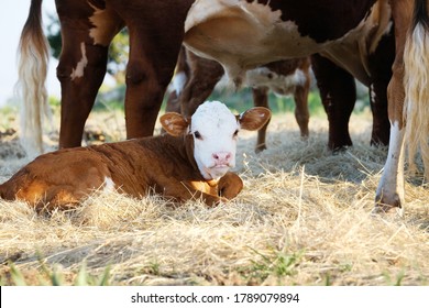 Hereford Calf With Smug Look On Face Laying In Hay With Cow Herd On Farm.