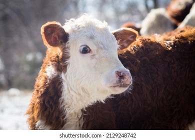 Hereford Calf In The Snow