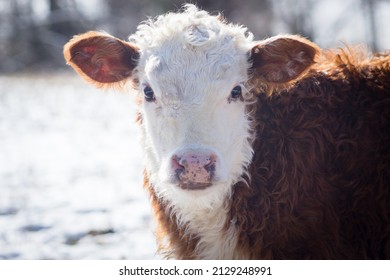 Hereford Calf In The Snow