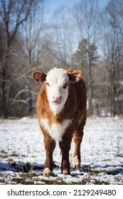 Hereford Calf In The Snow