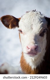 Hereford Calf In The Snow