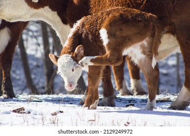 Hereford Calf In The Snow