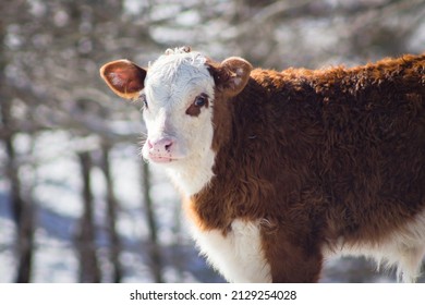 Hereford Calf In The Snow