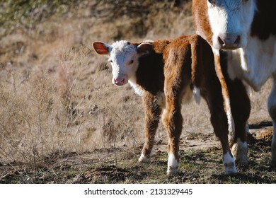 Hereford Calf In Winter Grass With Copy Space On Background For Beef Cow Farm Or Ranch Concept.