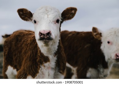 Hereford Calves On Beef Cow Farm For Winter Calving Season Concept, Baby Cows Close Up.