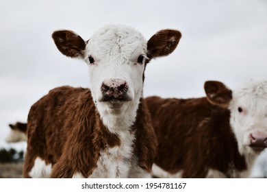 Hereford Calves On Farm With Speckled Nose Close Up For Baby Cow Portrait.