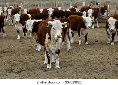 Hereford Cattle