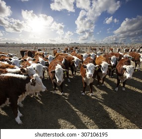 Hereford Cattle