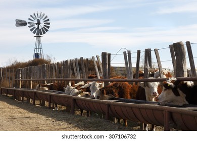 Hereford Cattle