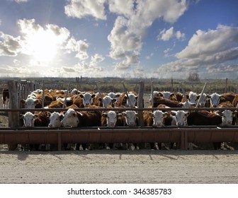 Hereford Cattle