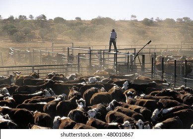 Hereford Cattle.