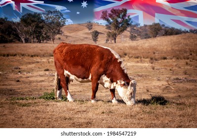 Hereford Cattle Graze Outback With Flags Of Australia And Union Jack In Background. UK-Australian Trade Deal Raises Fears Among British Farmers That They Cannot Compete With Australian Beef Imports.