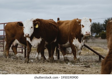 Hereford Cattle Herd Shows Beef Breed Of Cows In Winter Farm Field.