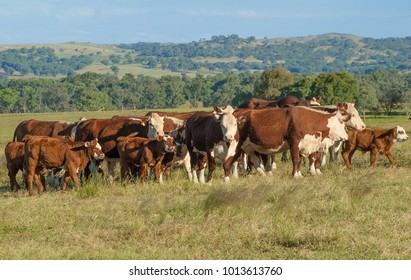 Hereford Cattle NSW. Australia, A Favorite Breed Of Cattle For The Last 200 Years For Beef Production.